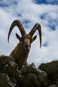 Via Flickr Brigitte Djajasasmita